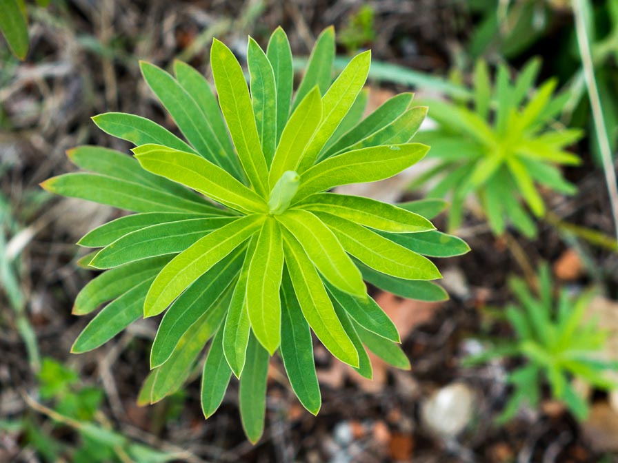 Quale Euphorbia ?